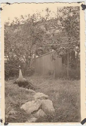 (F29897) Orig. Foto Pfau im Garten bei Braunschweig 1940