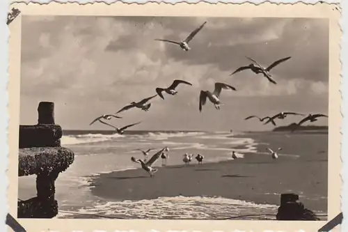 (F29817) Orig. Foto Möwen am Strand von Norderney 1938