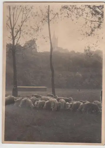 (F29431) Orig. Foto Schafherde in Wimpfen 1931