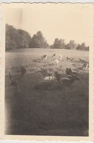 (F29326) Orig. Foto Putbus, Damwild im Gehege 1940er