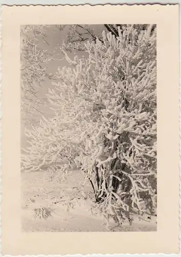 (F29230) Orig. Foto Baum im Winter 1940