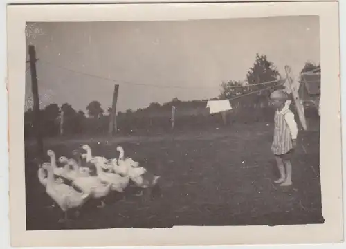 (F29135) Orig. Foto kleiner Junge mit Gänse im Garten 1930