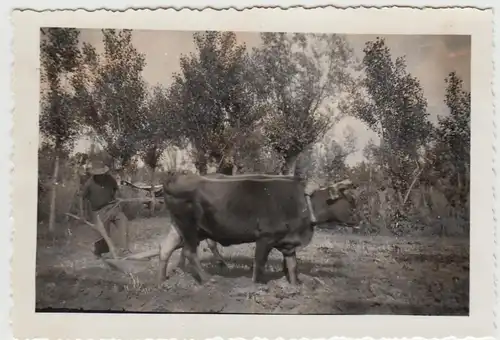 (F29017) Orig. Foto Bauer mit Holzpflug und Rinder a.d. Somme 1940