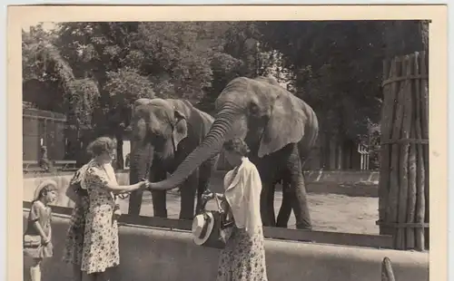 (F28810) Orig. Foto Frankfurt a.M., Elefanten im Zoo 1940
