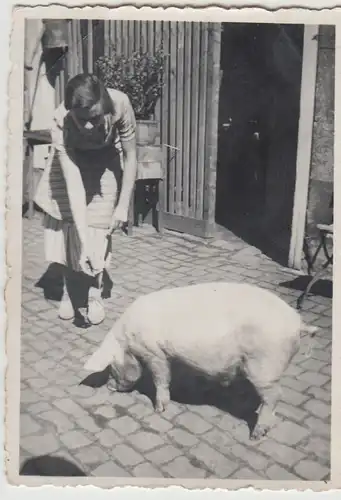 (F28748) Orig. Foto Frau füttert Schwein auf dem Hof 1937