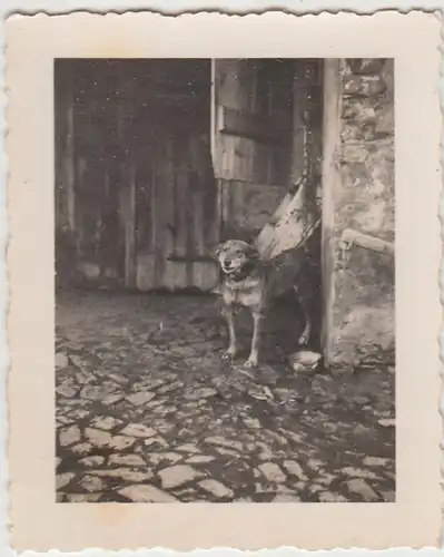 (F28709) Orig. Foto Hund angekettet auf dem Hof 1930er