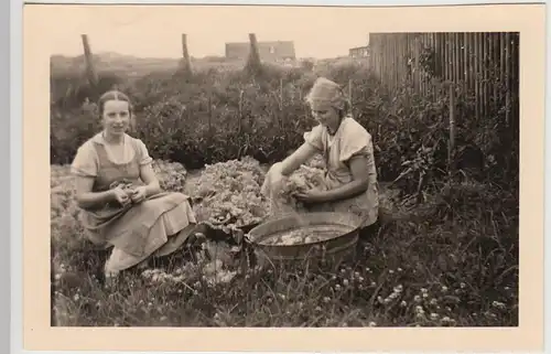 (F28101) Orig. Foto junge Damen ernten Salat 1939