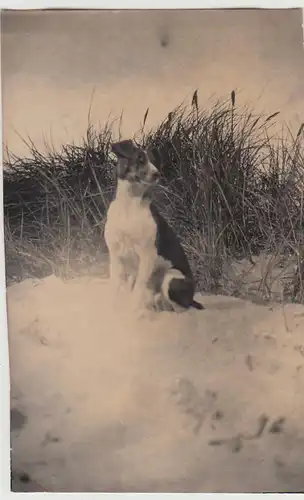 (F28035) Orig. Foto Hund vor Düne am Strand 1930er