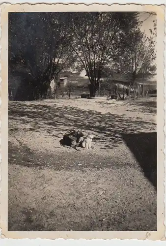 (F28025) Orig. Foto Hund und Katze zusammen im Freien 1930er