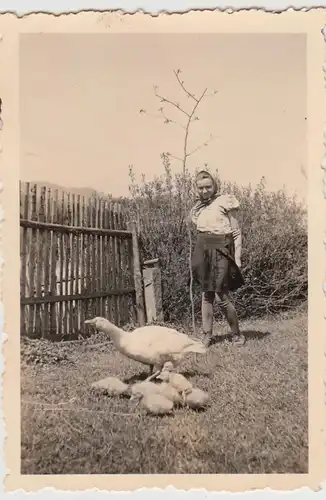 (F27903) Orig. Foto Gans mit Jungen im Garten 1943