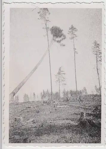 (F27752) Orig. Foto Männer fällen hohe Bäume, 1940er
