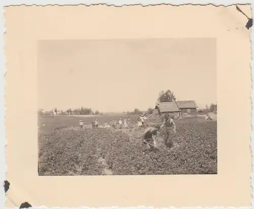 (F27706) Orig. Foto Feldernte in Russland, Ostfront 1930/40er