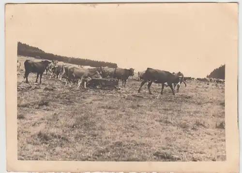 (F27651) Orig. Foto Rinder auf der Weide bei Marienberg (?) 1934/35