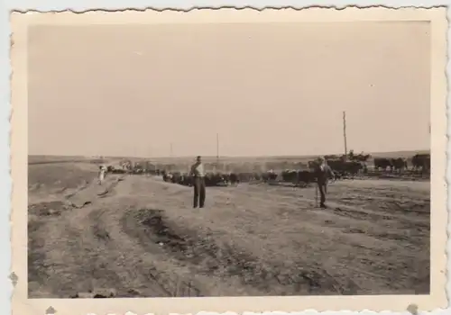 (F27554) Orig. Foto deutsche Soldaten in Russland 1941, Viehherde