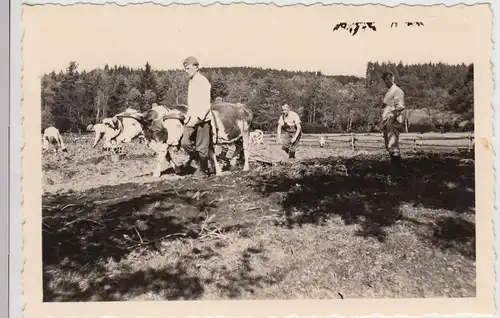 (F27320) Orig. Foto Schwarzthal i. Sudetenland, Soldaten bei Erntehilfe 1938