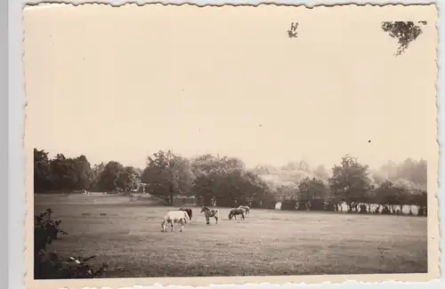 (F26988) Orig. Foto Pferde auf der Weide 1930er