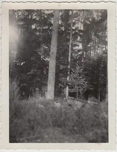 (F26903) Foto Jungs im Wald, Pfadfinder auf Sippenstreife in Bronnamberg 1930er