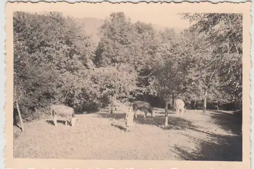 (F26898) Orig. Foto Frau und Rinder auf der Wiese 1930er