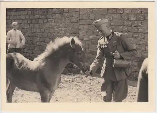 (F26722) Orig. Foto deutscher Soldat füttert Fohlen 1939