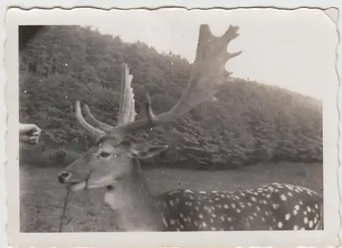 (F26658) Orig. Foto Damwild in einem Wildpark 1935