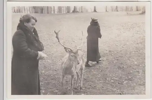(F26383) Orig. Foto Neustrelitz, Frauen mit Damhirsch im Tierpark 1936