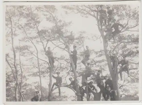 (F26338) Orig. Foto Luftwaffe-Soldaten klettern auf Bäume 1935