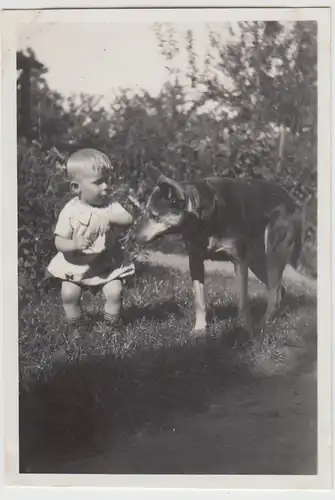 (F25986) Orig. Foto Kleinkind Jürgen Zehnpfennig mit Hund im Garten 1929