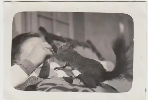 (F25786) Orig. Foto zahmes Eichhörnchen wird von Hand gefüttert 1934