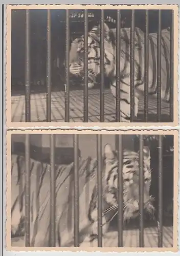 (F25448) 2x Orig. Foto Frankfurt a.M., Tiger im Zoologischen Garten 1933