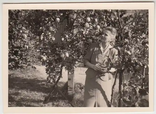 (F25256) Orig. Foto Frau unter dem Apfelbaum 1950/60er