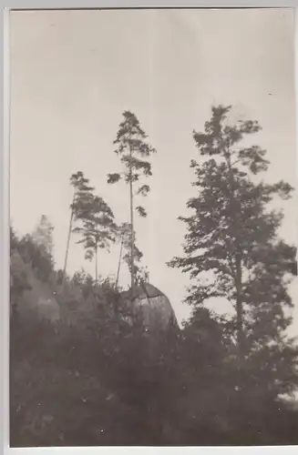 (F25038) Orig. Foto Sächsische Schweiz, Partie bei Saupsdorf 1935