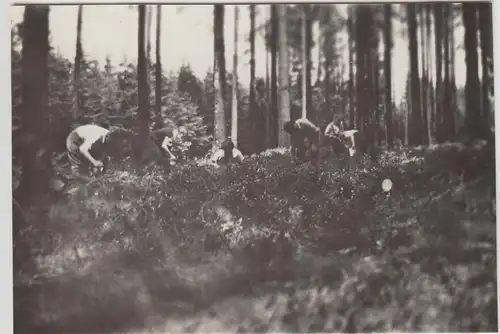 (F25033) Orig. Foto Sebnitz, Personen im Wald 1935