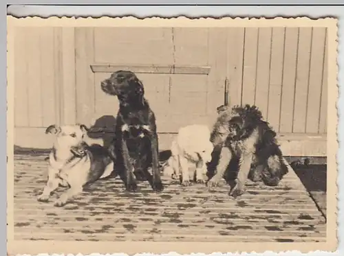 (F2485) Orig. Foto 2.WK, Hunde am Barackenlager, 1940er