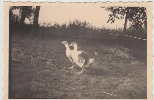 (F24781) Orig. Foto Gänse im Freien, Kiel Kollhorst 1941