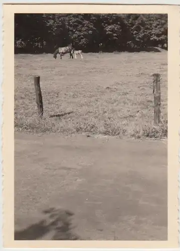 (F24528) Orig. Foto Pferd m. Fohlen a.d. Weide 1953