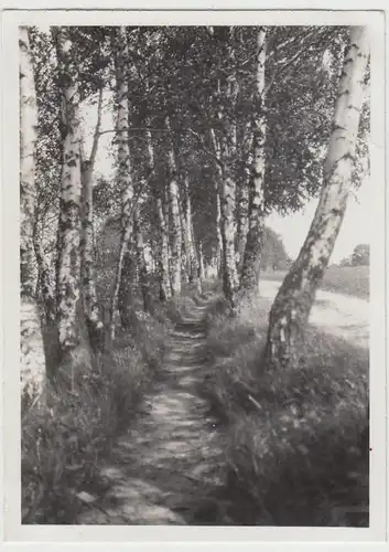 (F24342) Orig. Foto Birkenweg bei Wargen, Kotelnikowo 1931