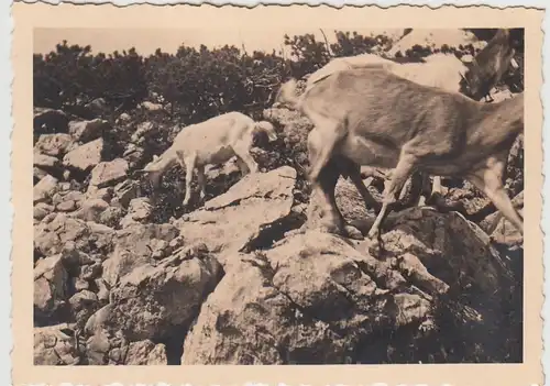 (F24232) Orig. Foto Gämse auf dem Felsen in Bayrischzell 1937