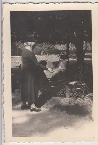 (F24215) Orig. Foto Zoo München, Frau füttert 1930er