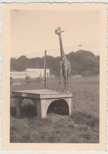 (F24211) Orig. Foto Zoo München, Giraffe 1930er