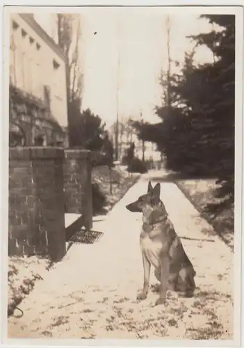 (F24108) Orig. Foto Schäferhund vor dem Haus, Winter 1929