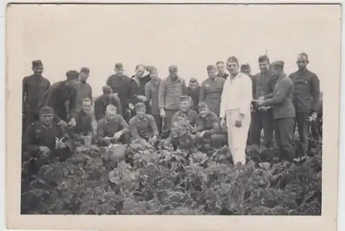 (F2406) Orig. Foto 2.WK, Soldaten ernten Bohnen, 1940er