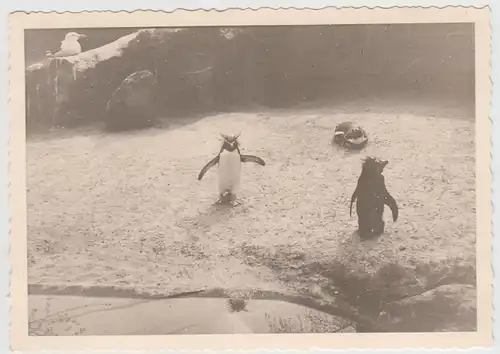 (F23911) Orig. Foto Berlin, Pinguine im Zoo 1956
