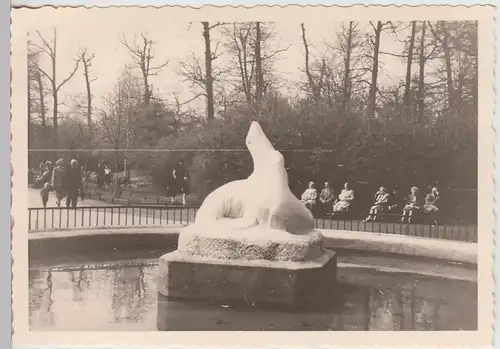 (F23910) Orig. Foto Berlin, Seehundbecken im Zoo 1956