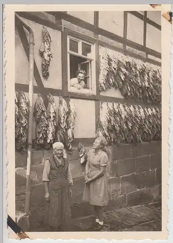 (F23849) Orig. Foto Tabak trocknen, Haus in Immingerode 1930er