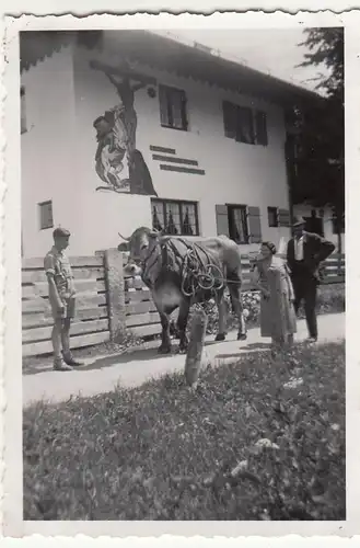 (F23565) Orig. Foto Oberammergau, Rind vor einem Haus 1938