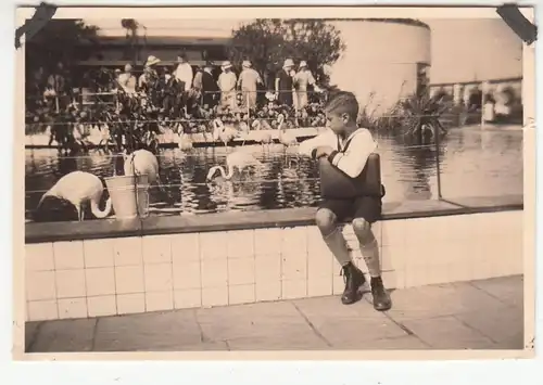 (F23533) Orig. Foto Junge am Flamingo-Bassin, Blumenschau in o. bei Berlin 1934