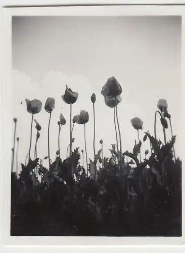 (F23115) Orig. Mini-Foto Blumen, Tulpen 1933