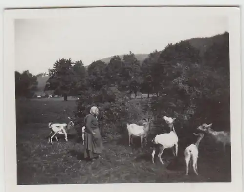 (F23113) Orig. Mini-Foto alte Frau mit Ziegen i. Würbenthal 1933