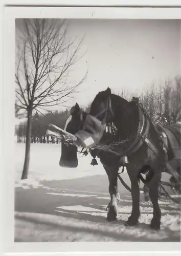 (F23095) Orig. Mini-Foto Winter in Würbenthal, Pferde mit Futterbeutel 1932