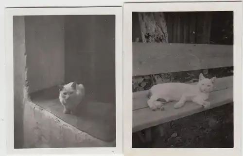 (F23043) 2x Orig. Mini-Foto weiße Katze a. Bank, Fensterbrett 1932